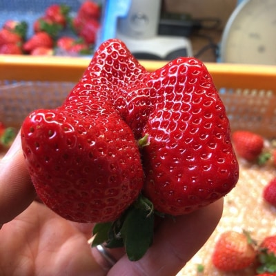 訳ありいちご 白木のいちご あまおう ふぞろいないちごたち 250g×4P[No5354-0591]