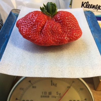 訳ありいちご 白木のいちご あまおう ふぞろいないちごたち 250g×4P[No5354-0591]
