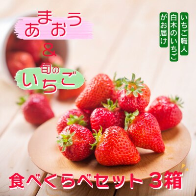 いちご職人　白木のいちご 「あまおう化粧箱」1箱と「旬のいちご化粧箱」2箱　3種食べ比べセット