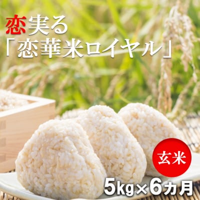 定期便6回 有機れんげ栽培 恋華米ロイヤル 玄米 5kg×6カ月[No5354-0897]