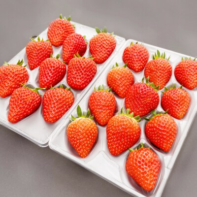 ギフトにおすすめ いただきいちご園の食べ比べセット 厳選4品種 化粧箱入り[No5354-0488]