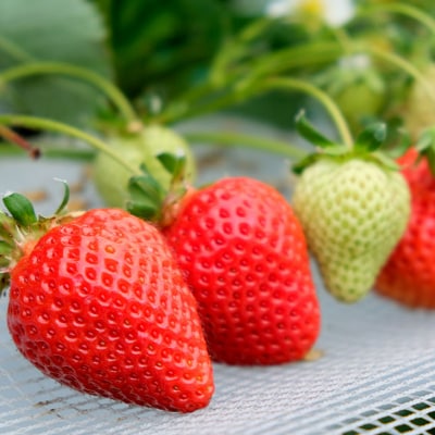 いちご職人 白木のいちご「しあわせもん」 あまおう2パック