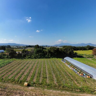 【お届け型】ぶどう樹の年間オーナー権 遠方の方でも安心 生育状況を動画配信 贈答用の紅白いちごセット
