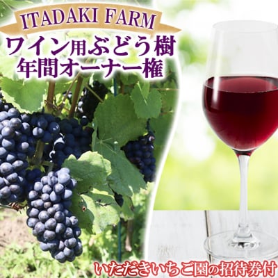【体験型】ぶどう樹の年間オーナー権 木の成長を見守りながら ITADAKI FARMの収穫体験ご招待