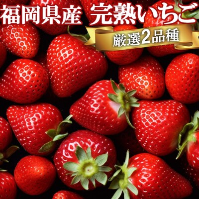 いただきいちご園食べ比べパック 完熟いちご 厳選2品種[No5354-0491]