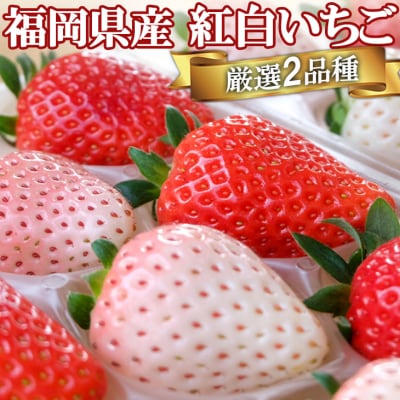いただきいちご園 厳選2品種 めでたい紅白いちごボリュームセット[No5354-0493]