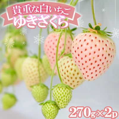 希少!白いちご 「ゆきざくら」 ほんのりピンクの初恋色 ギフトにおすすめ[No5354-0500]