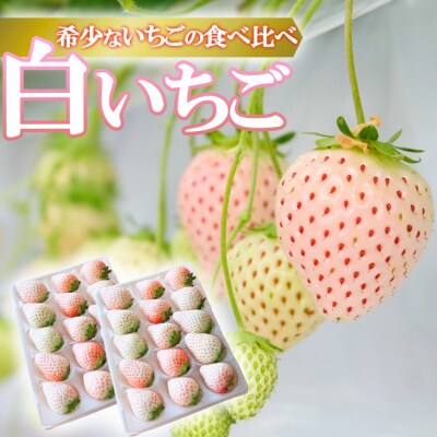 【化粧箱】いただきいちご園の食べ比べセット 希少な白いちご2品種 粒ぞろいの15玉入り | ふるさと納税のお礼品