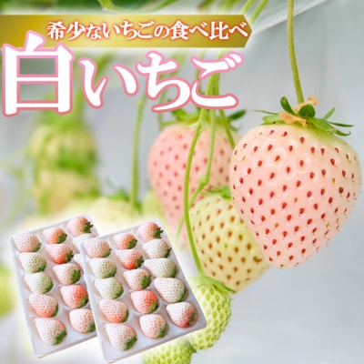 【化粧箱】いただきいちご園の食べ比べセット 希少な白いちご2品種 粒ぞろいの15玉入り