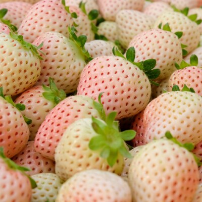 【化粧箱】いただきいちご園の食べ比べセット 希少な白いちご2品種 粒ぞろいの15玉入り
