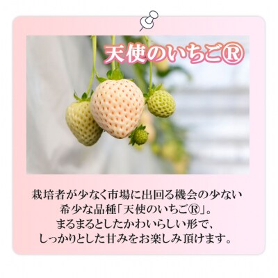 純白いちご「天使のいちご(R)」真っ白なエンジェルたちがお出迎え ギフトにおススメな化粧箱入り