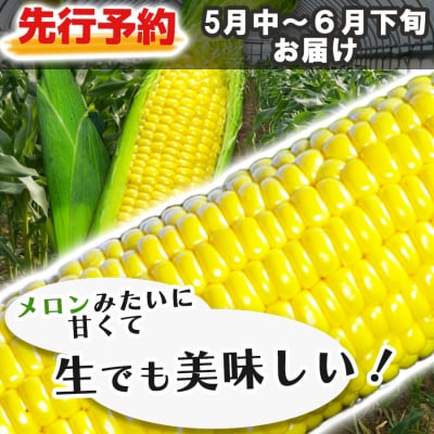 【先行受付】生でも美味しいとうもろこし　　白水農園のたあちゃんコーン10～12本【サニーショコラ】