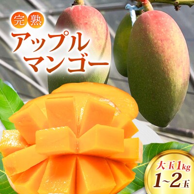 マンゴー 完熟 アップルマンゴー 1kg (大玉1～2玉) 果物[No5354-0808]