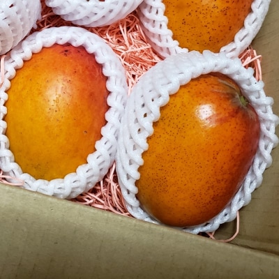 マンゴー 完熟 アップルマンゴー 1kg (大玉2～3玉) 果物[No5354-0808]