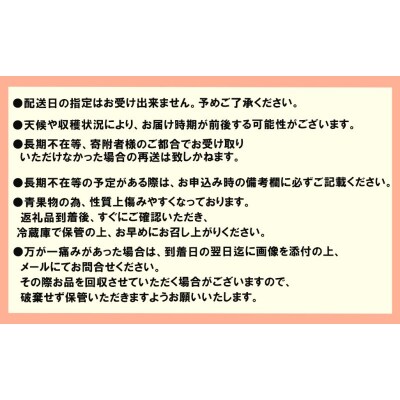 いちご 大玉!希少 白いちご ゆきざくら (1パック 8玉又は11玉入り)[No5354-0866]