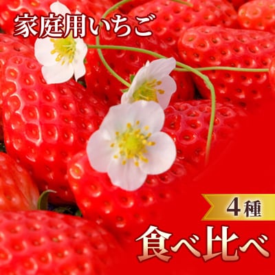 家庭用いちご 4種 食べ比べパック (1パック 6～15玉入り×4パック)[No5354-0863]