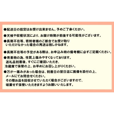 家庭用いちご 4種 食べ比べパック (1パック 6～15玉入り×4パック)[No5354-0863]