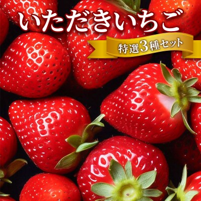 いただきいちご 特選3種セット(1p 8玉又は11玉入り×3p)[No5354-0864]