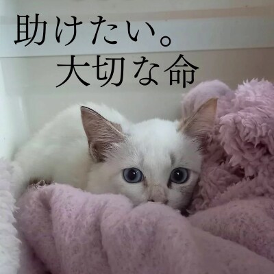 定期便 12回 保護猫活動を応援! 珈琲豆 2種各100g×12カ月[No5354-0927]