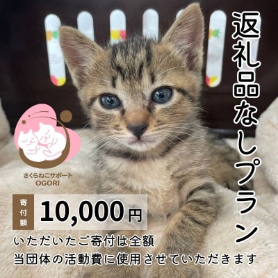 保護猫活動を応援!返礼品無し 10,000円 (お礼状送付) 保護猫[No5354-2165]