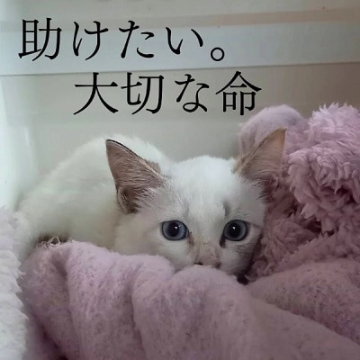 保護猫活動を応援!返礼品無し 10,000円 (お礼状送付) 保護猫[No5354-2165]