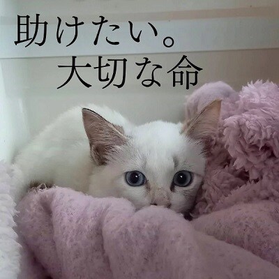 保護猫活動を応援!返礼品無し 30,000円 (お礼状送付) 保護猫[No5354-2166]