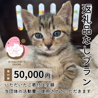 保護猫活動を応援!返礼品無し 50,000円 (お礼状送付) 保護猫[No5354-2167]