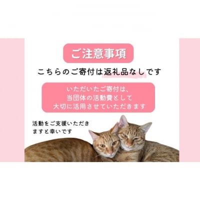保護猫活動を応援!返礼品無し 50,000円 (お礼状送付) 保護猫[No5354-2167]