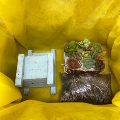多肉植物 寄せ植えキットA 木椅子型 プランター 水色 全3色[No5354-7045]