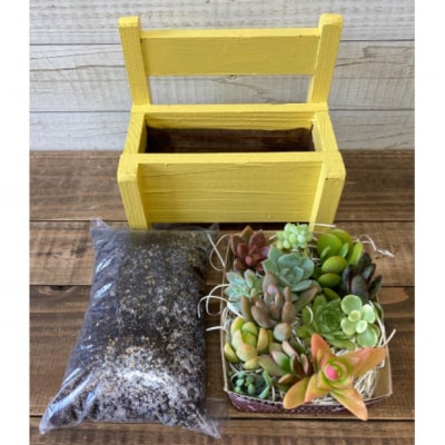 多肉植物 寄せ植えキットB ベンチ型 プランター 黄色 全4色