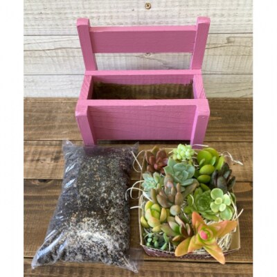 多肉植物 寄せ植えキットB ベンチ型 プランター ピンク色 全4色[No5354-7049]
