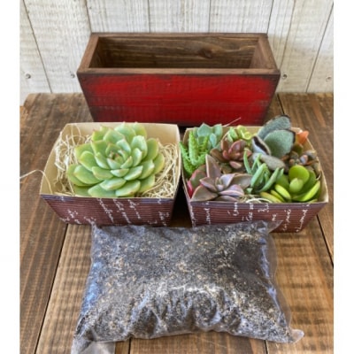 多肉植物 寄せ植えキットE シンプル プランター 赤色 全3色[No5354-7056]
