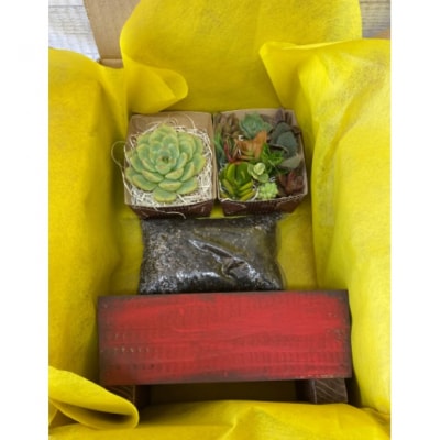 多肉植物 寄せ植えキットE シンプル プランター 赤色 全3色[No5354-7056]