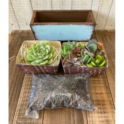 多肉植物 寄せ植えキットE シンプル プランター 水色 全3色[No5354-7057]