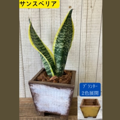 インテリア 観葉植物 サンスベリア プランター 白色 全2色[No5354-7060]