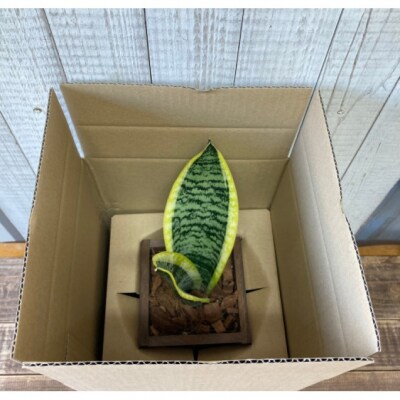 インテリア 観葉植物 サンスベリア プランター 白色 全2色[No5354-7060]
