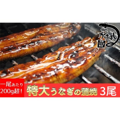 心に染みる「かけはし」の味 特大 うなぎの蒲焼き 3尾[No5354-0071]