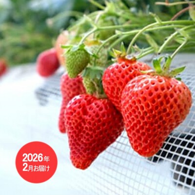 2回お届け いちご ジェラートケーキ あまおうと旬のいちご 各2パック[No5354-2221]