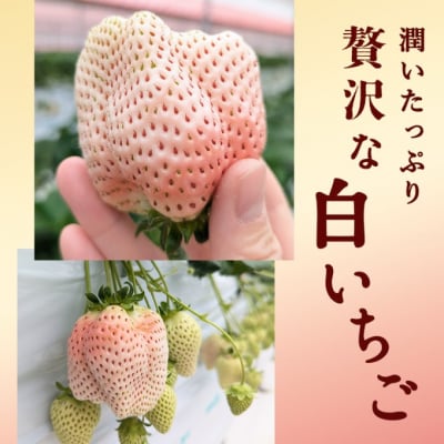 【訳あり】冷凍いちご 白いちご 1kg入り[No5354-2232]