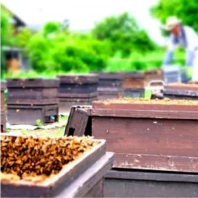 はちみつ 訳あり 巣蜜(約100g前後) 天然 国産 天然はちみつ[No5354-2237]