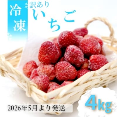 訳あり いちご 白木のいちご 旬のおいしさそのまま 冷凍いちご 4kg[No5354-2275]