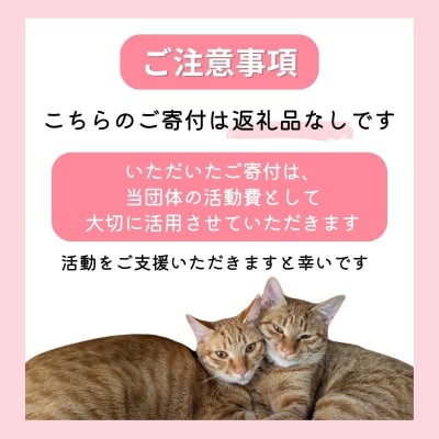 保護猫活動を応援! 返礼品無し 500,000円(お礼状送付) 保護猫[No5354-2325]