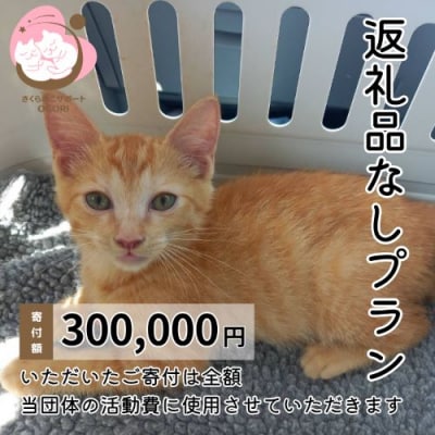 保護猫活動を応援! 返礼品無し 300,000円(お礼状送付) 保護猫[No5354-2326]