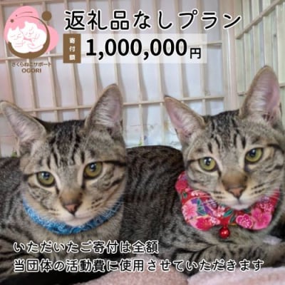 保護猫活動を応援! 返礼品無し 1,000,000円(お礼状送付) 保護猫[No5354-2324]