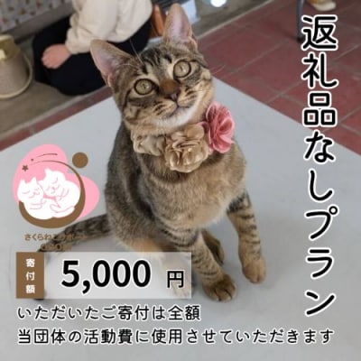 保護猫活動を応援! 返礼品無し 5,000円(お礼状送付) 保護猫[No5354-2327]