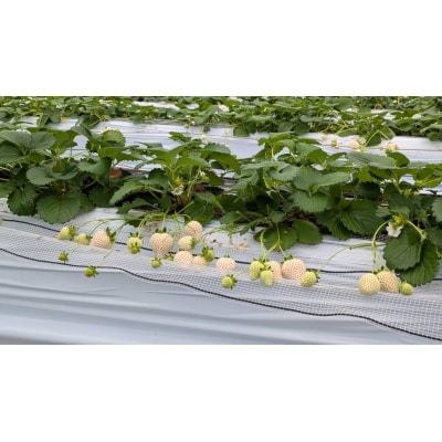 【2026年1月上旬以降お届け】 天使のいちご 白いちご 280g×4p[No5354-2305]