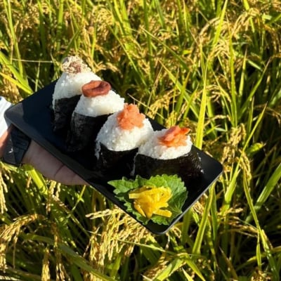 定期便12ヶ月 米 5kg 令和7年度産 ひのひかり 筑後小郡産 農家直送[No5354-2314]