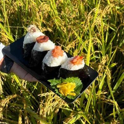 定期便6ヶ月 米 5kg 令和7年度産 ひのひかり 筑後小郡産 農家直送[No5354-2315]