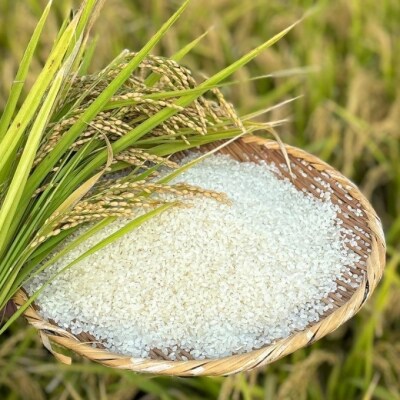 定期便6ヶ月 米 5kg 令和7年度産 ひのひかり 筑後小郡産 農家直送[No5354-2315]