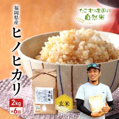 定期便 6ヶ月 米 たごもり農園の自然米 ヒノヒカリ 玄米 2kg お米[No5354-2130]